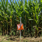 Corn Maze Orienteering Race